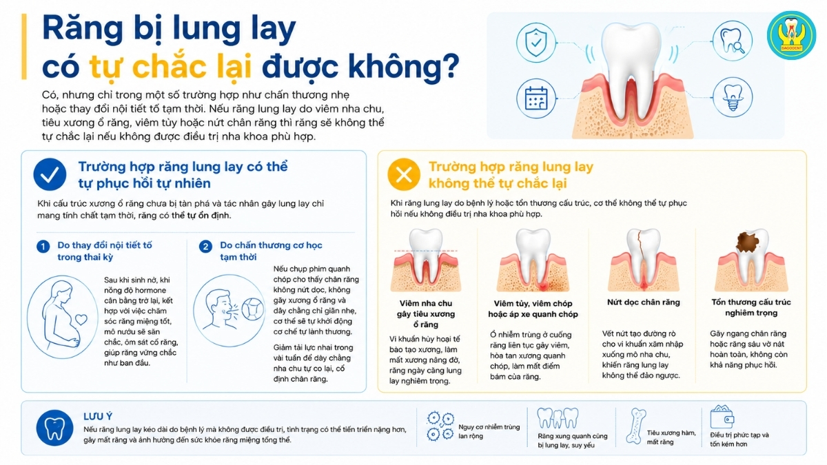 Răng bị lung lay có tự chắc lại được không